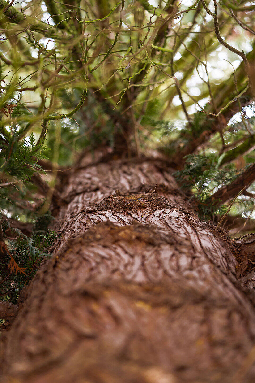 Download Tree Trunk Bottom View Close Up FREE Stock Photo