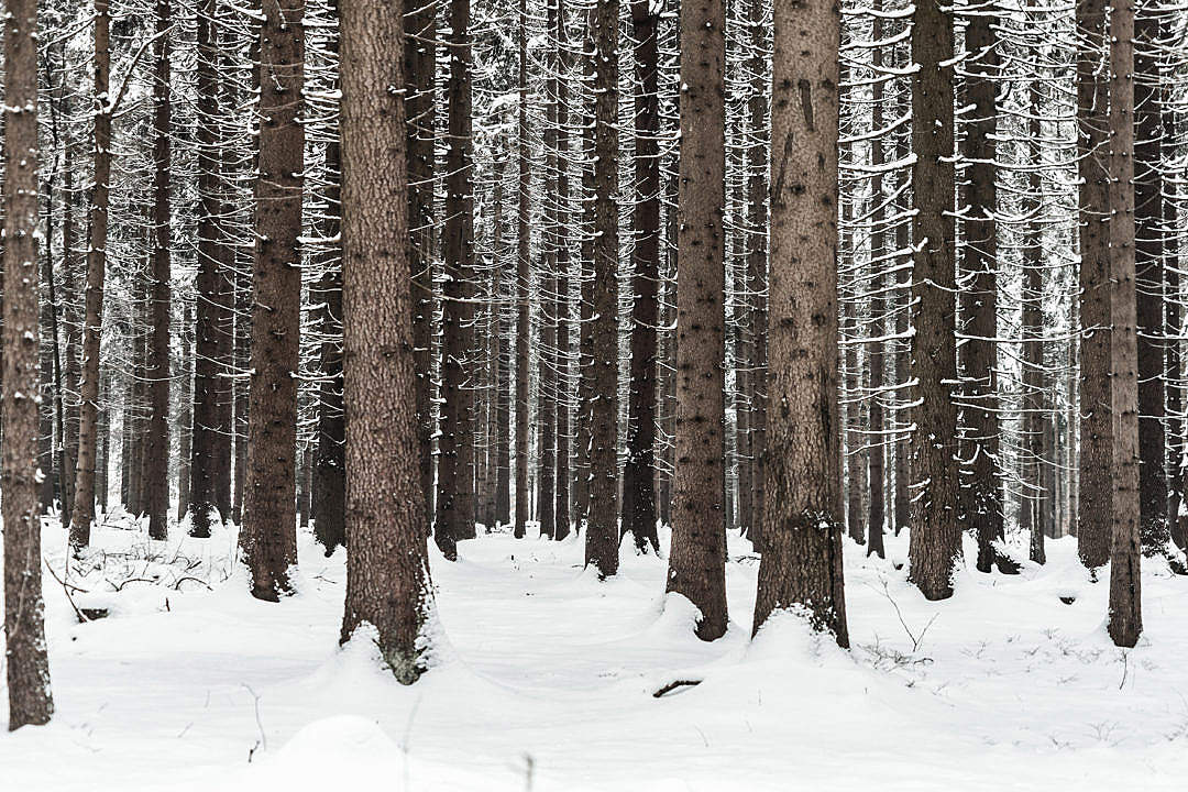 Tree Trunks in Winter Forest Snow in Woods