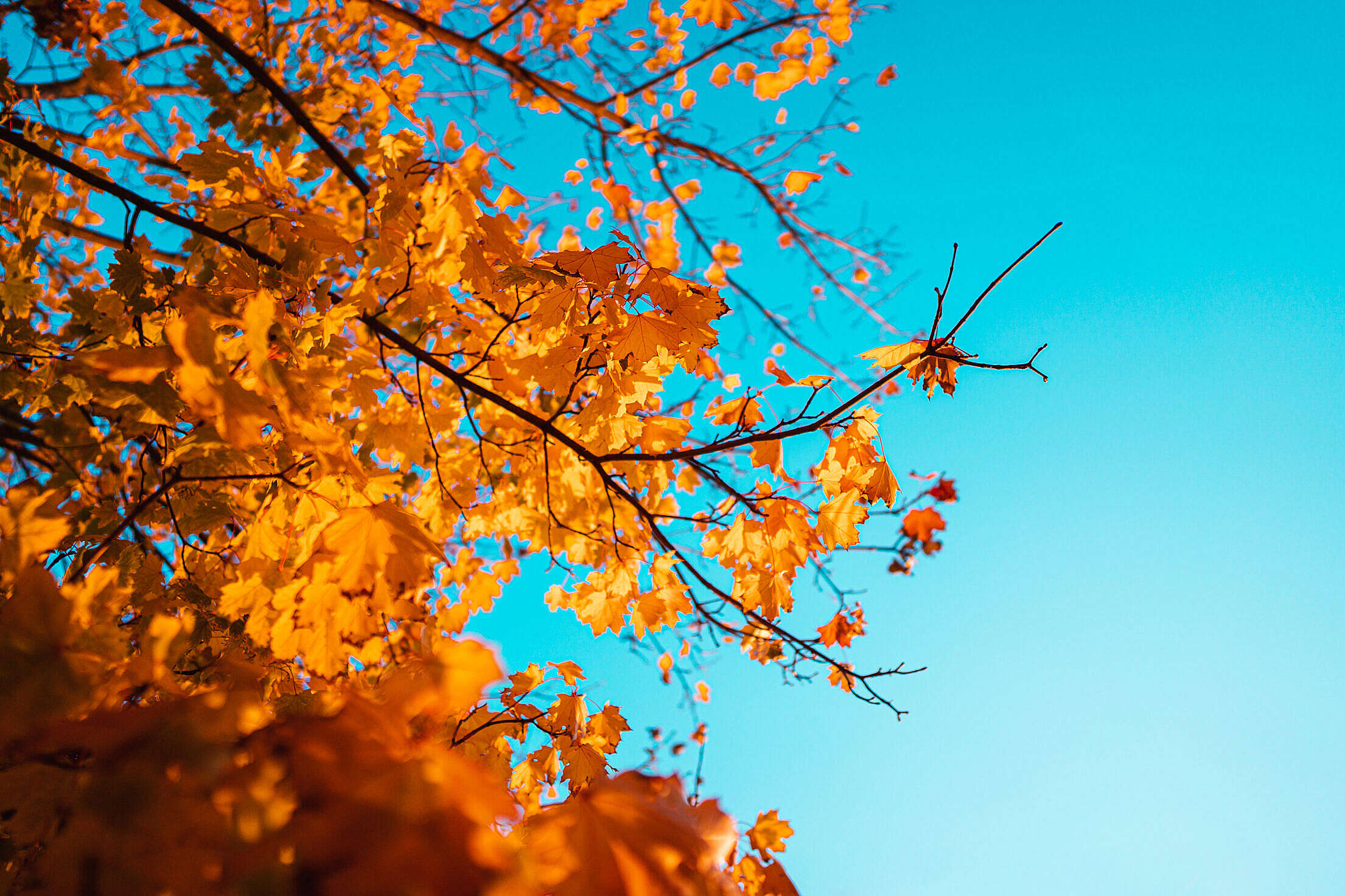 Tree with Brown Fall Leaves against Blue Sky Free Stock Photo