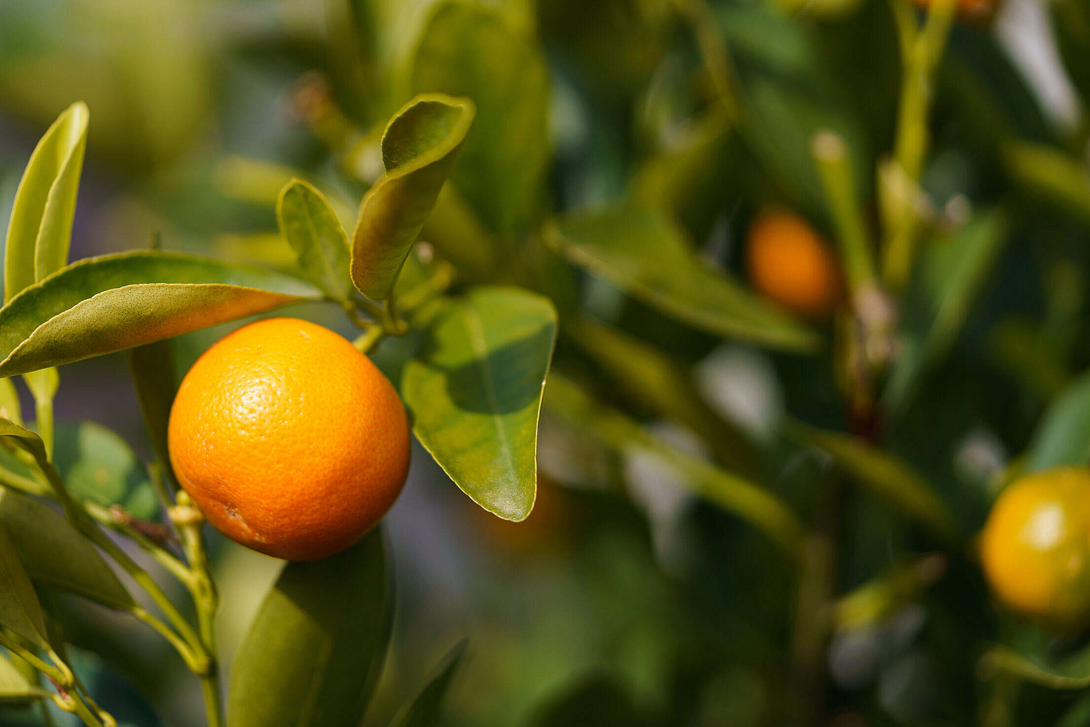 Tree with Mandarin Fruits Free Stock Photo picjumbo
