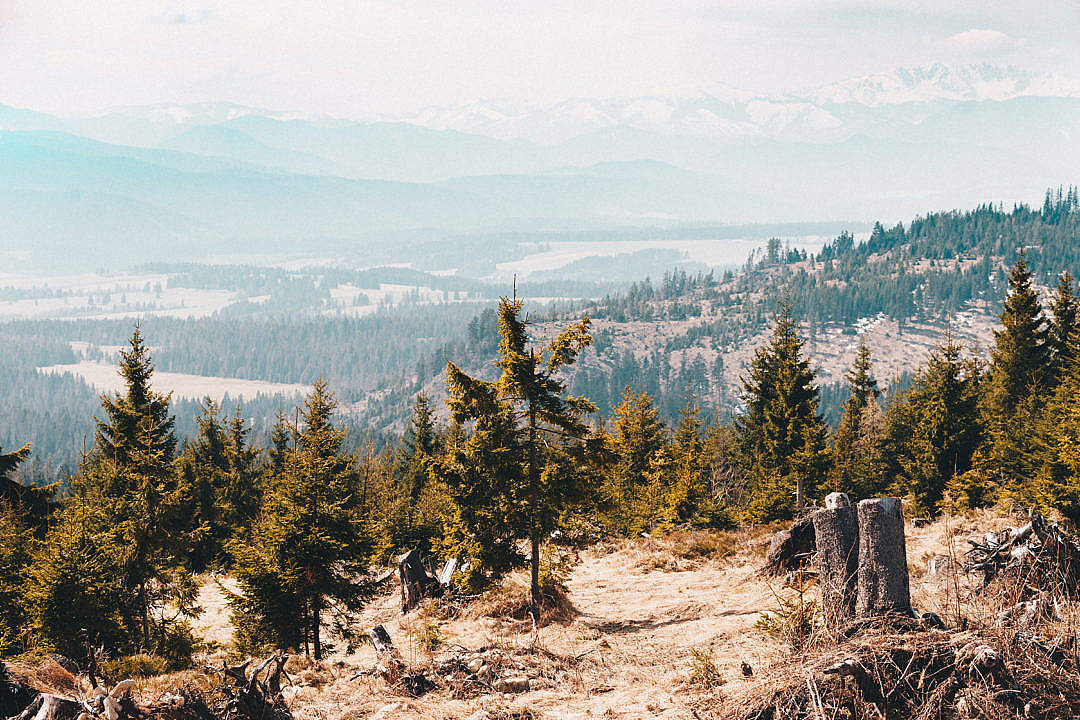 Trees in the Mountains Scenery