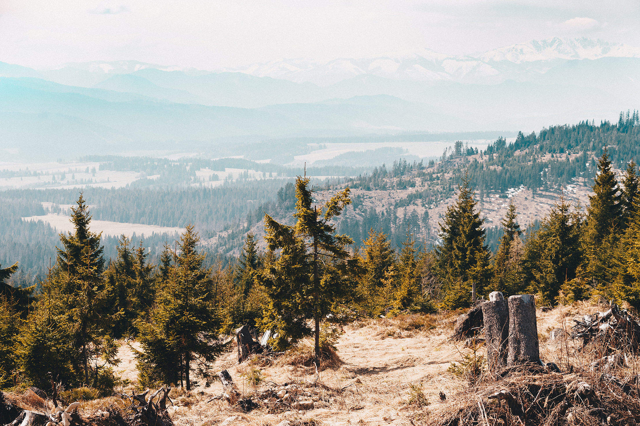 Trees in the Mountains Scenery Free Stock Photo | picjumbo