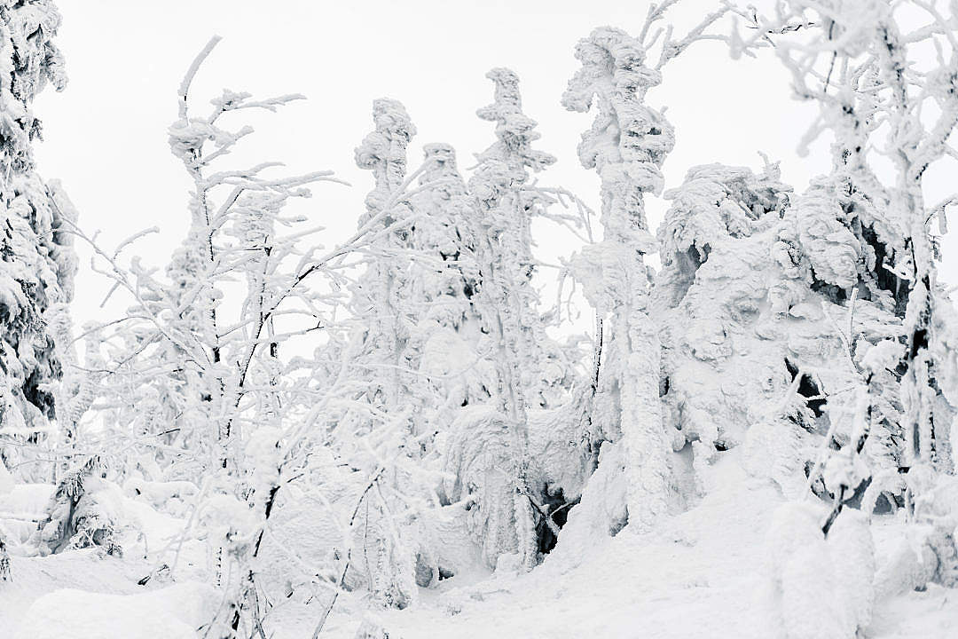 Trees Under Heavy Snow