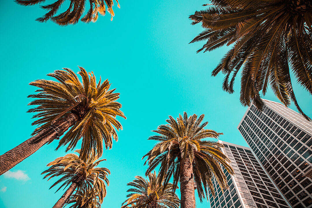 Tropical Beach Palms from Below Against Clear Sky