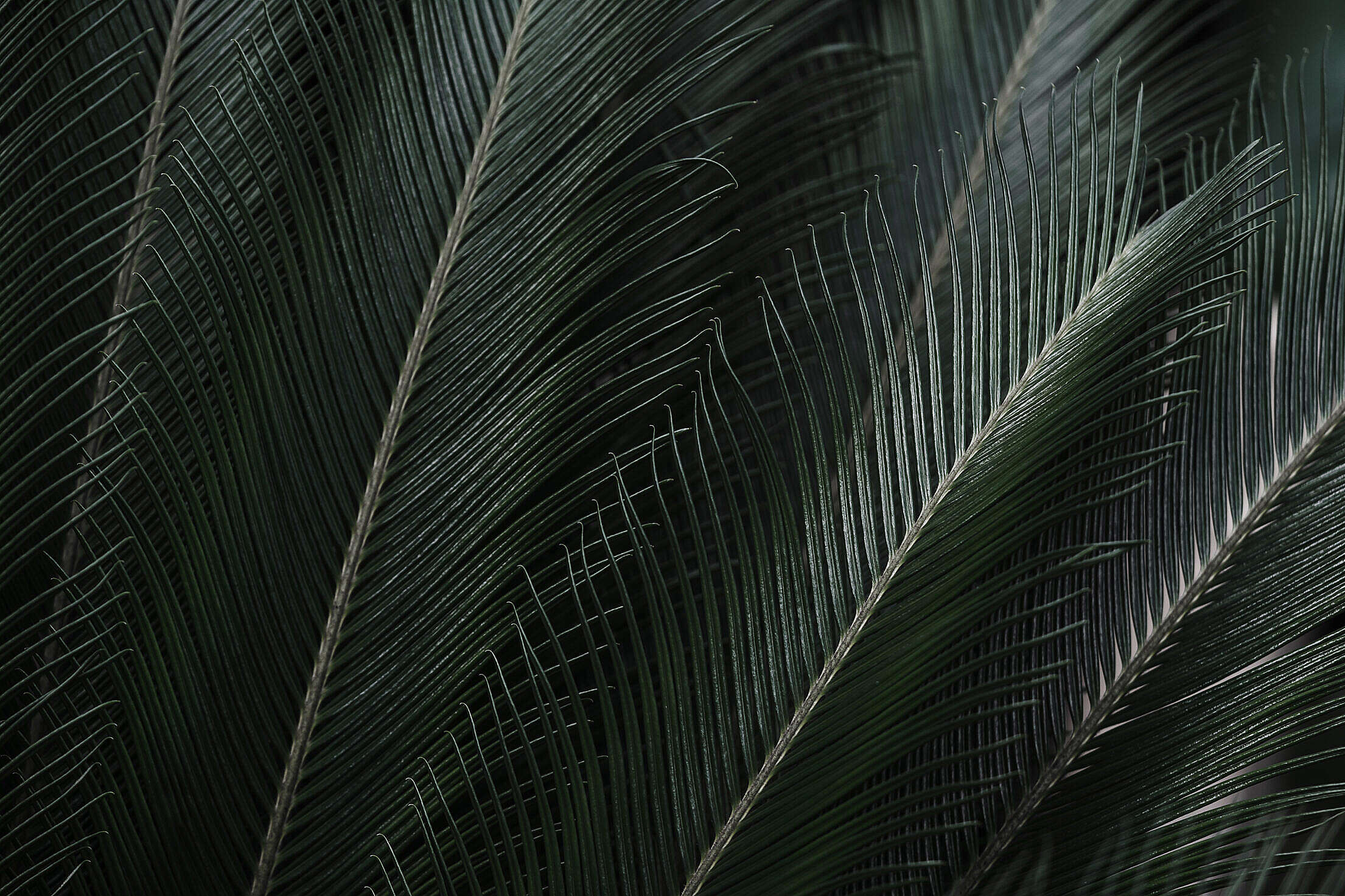 Tropical Leaves Free Background Free Stock Photo