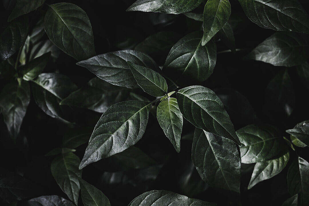 Tropical Plant Leaves Dark Background