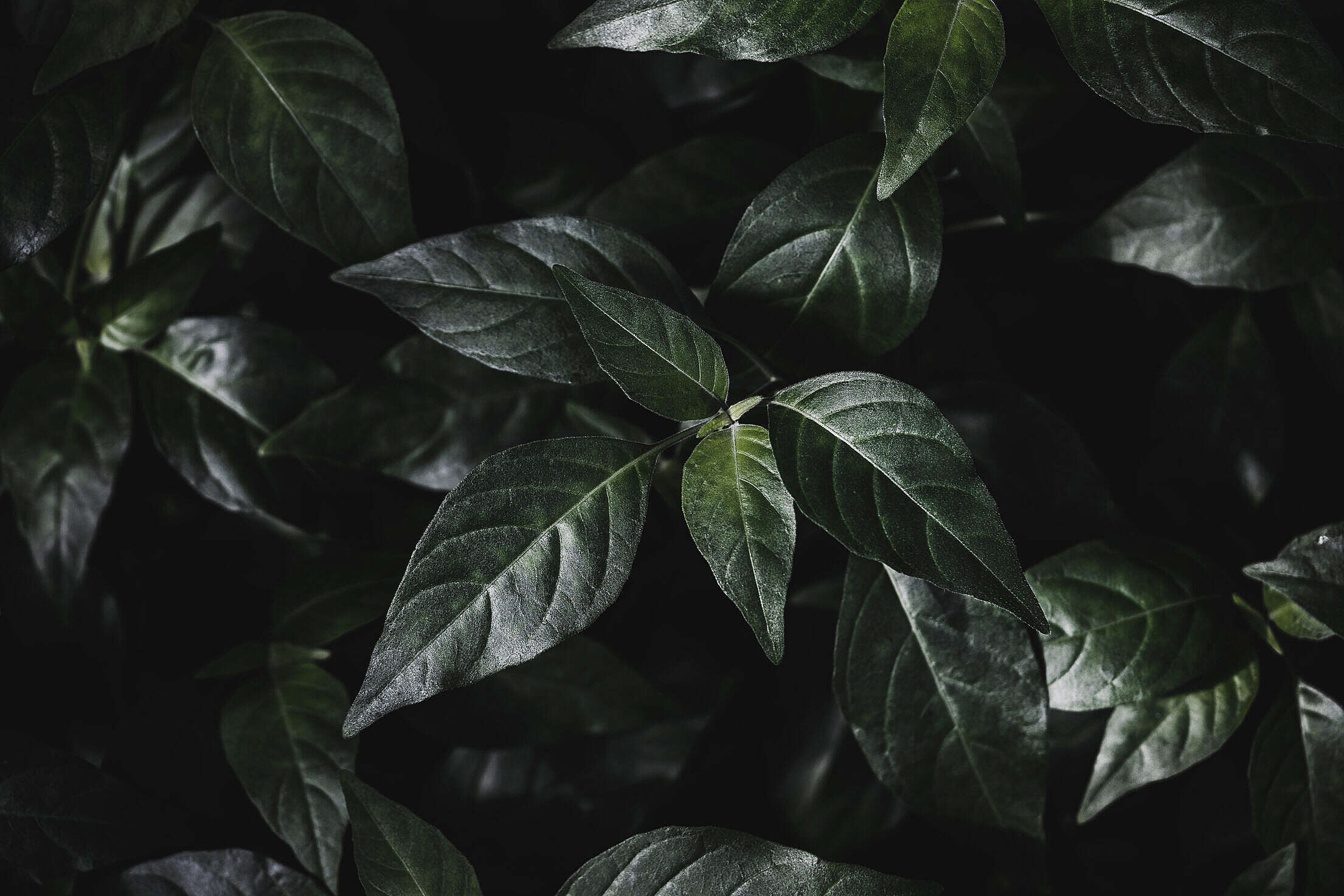Tropical Plant Leaves Dark Background Free Stock Photo