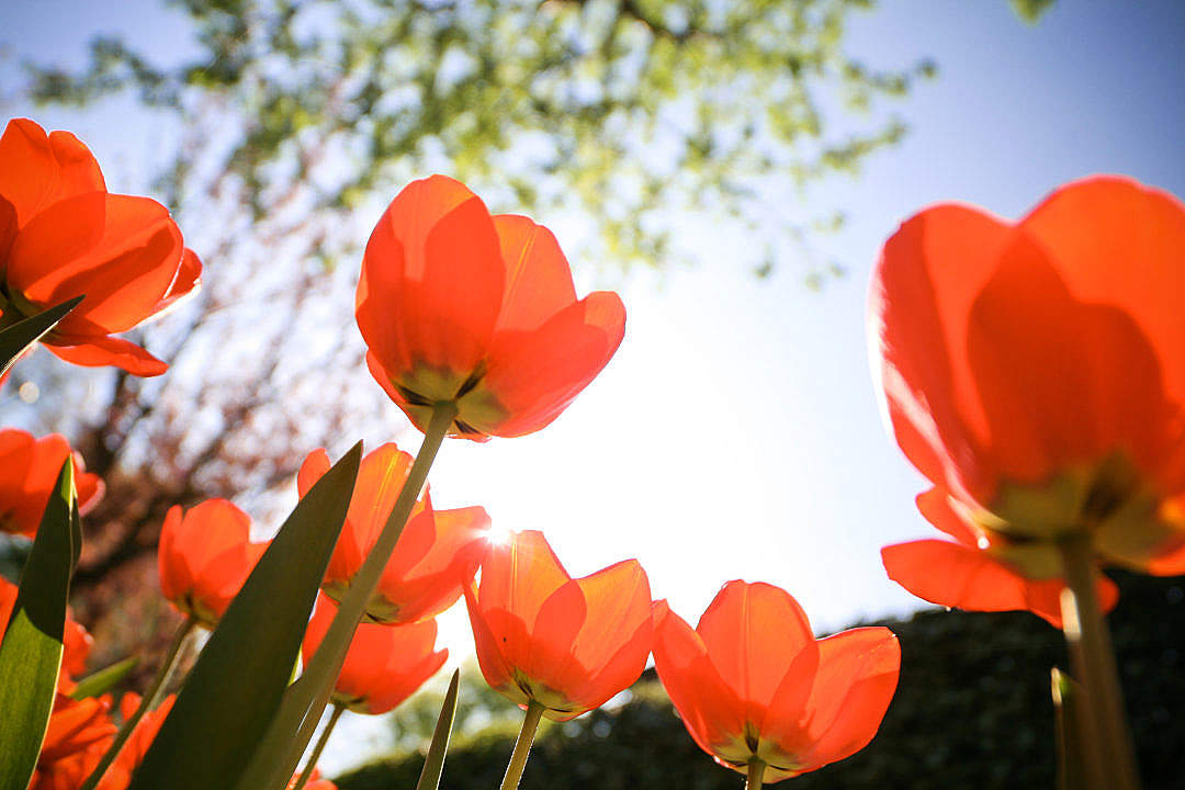 Download Tulips from Below FREE Stock Photo