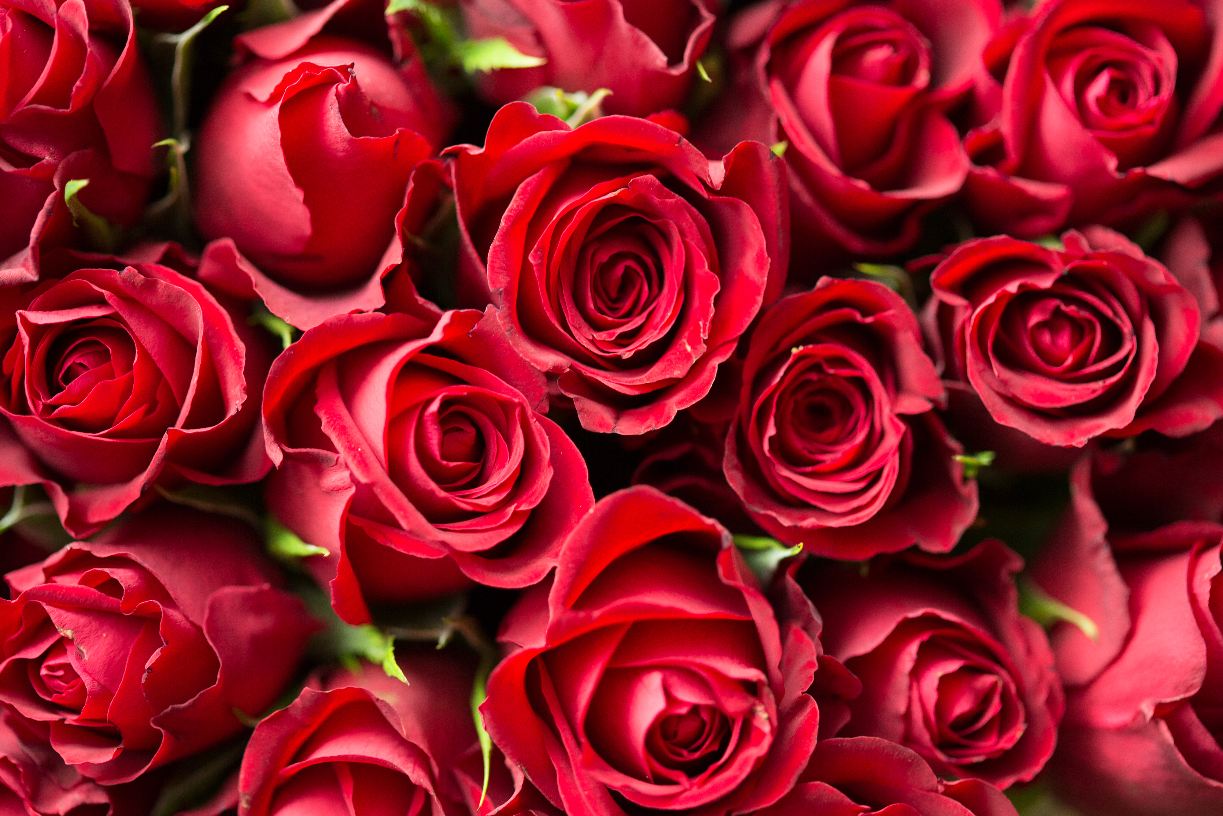 Valentine's Day Red Roses Close Up Free Stock Photo | picjumbo