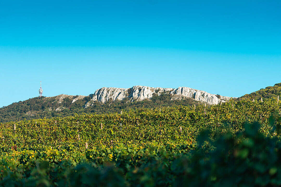 Download View of Pálava Rocks and Vineyards FREE Stock Photo