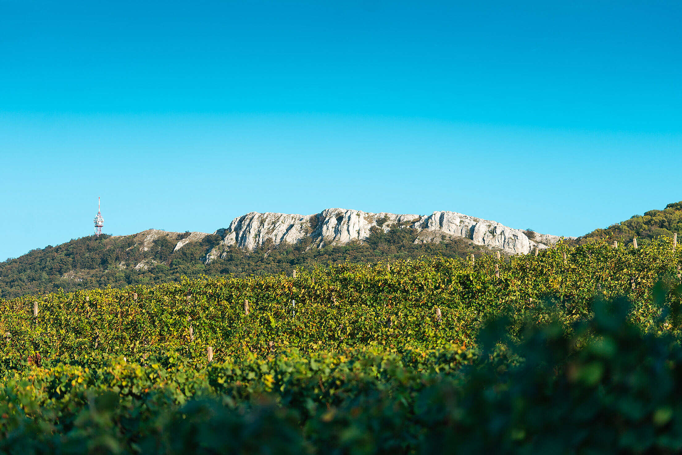 View of Pálava Rocks and Vineyards Free Stock Photo