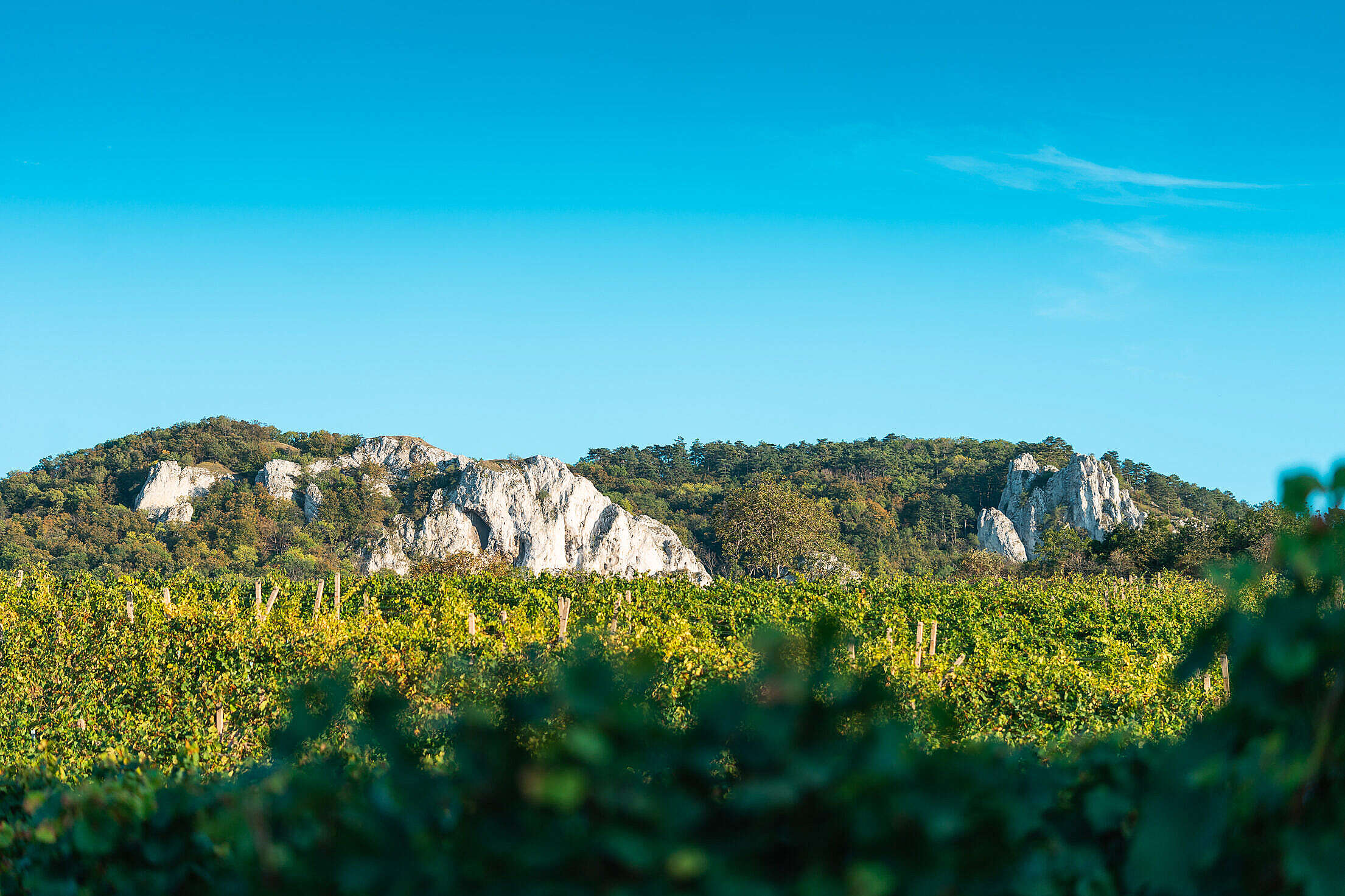 View of Vineyards and Pálava Rocks in South Moravia Free Stock Photo