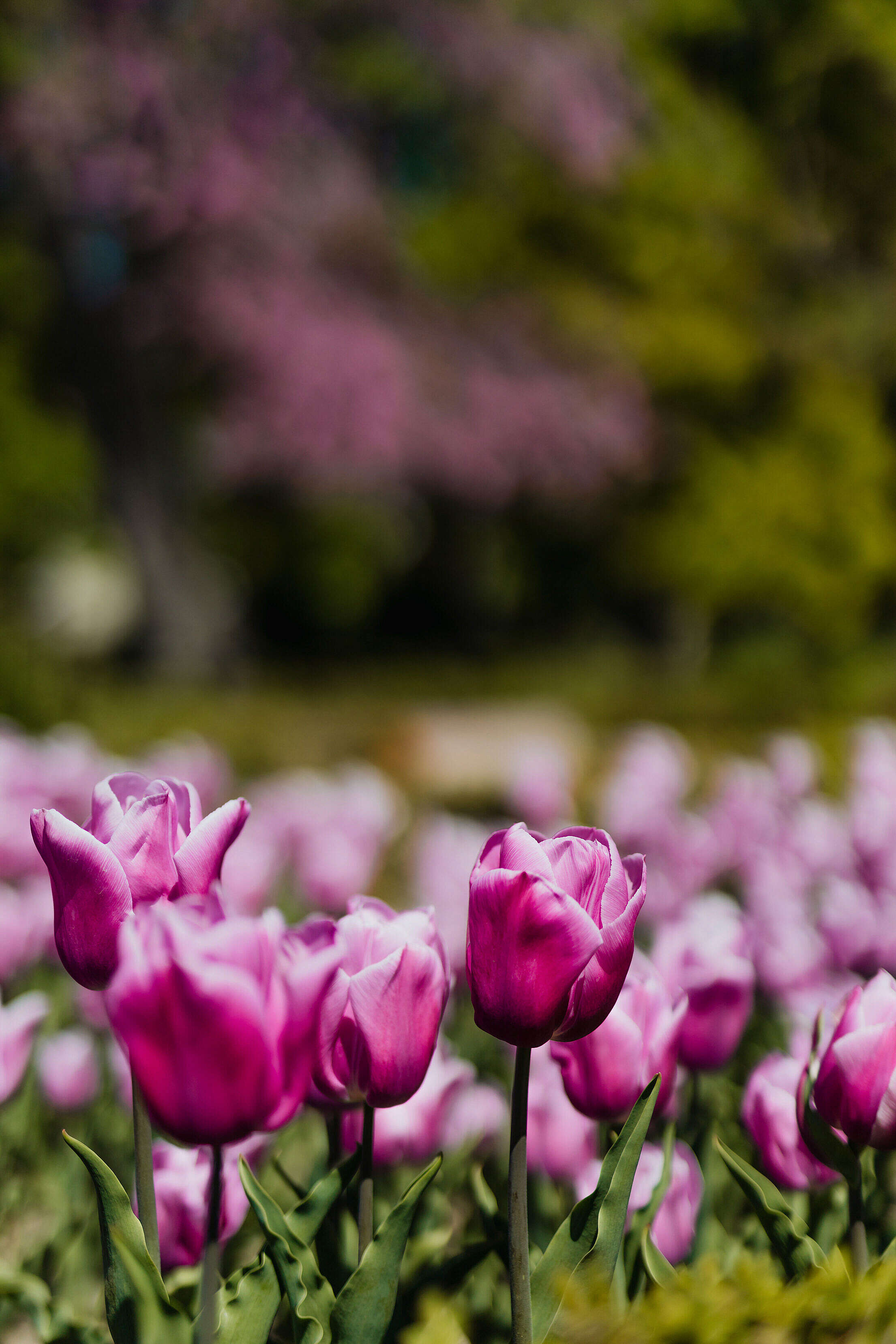Violet Garden Tulips Free Stock Photo