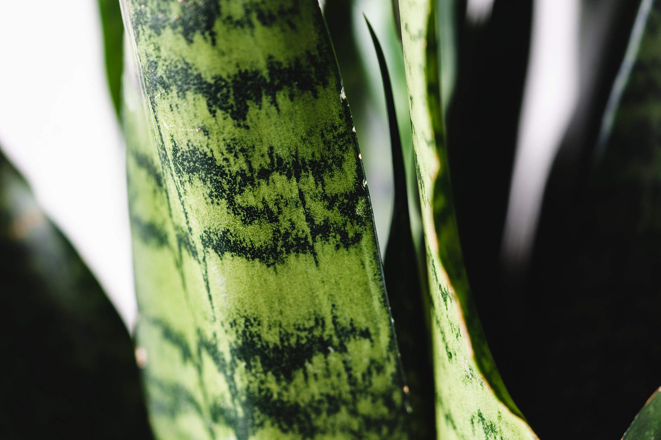 Viper’s Bowstring Hemp Leaf Close Up Free Stock Photo