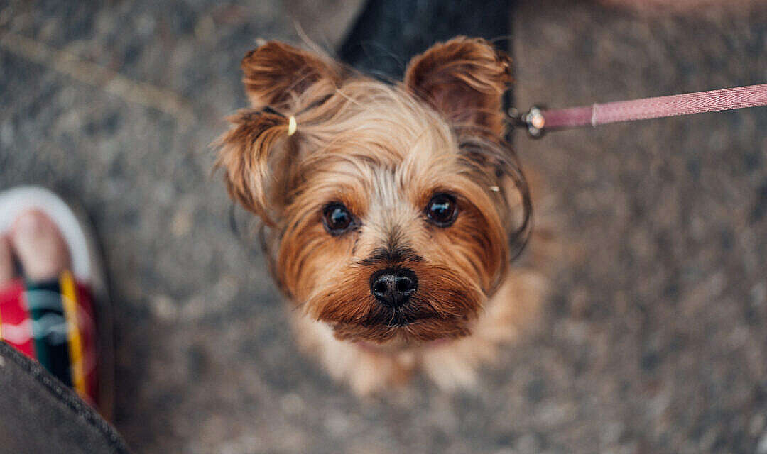 Download Walking Cute Yorkshire Terrier FREE Stock Photo