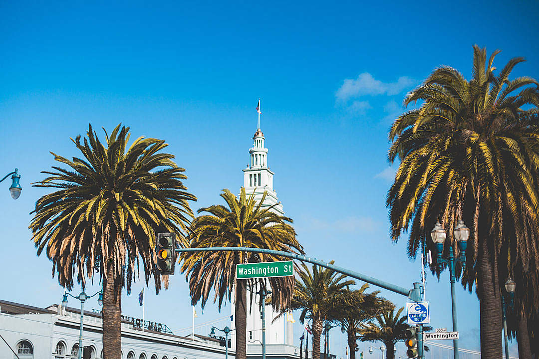 Washington Street Palms in San Francisco