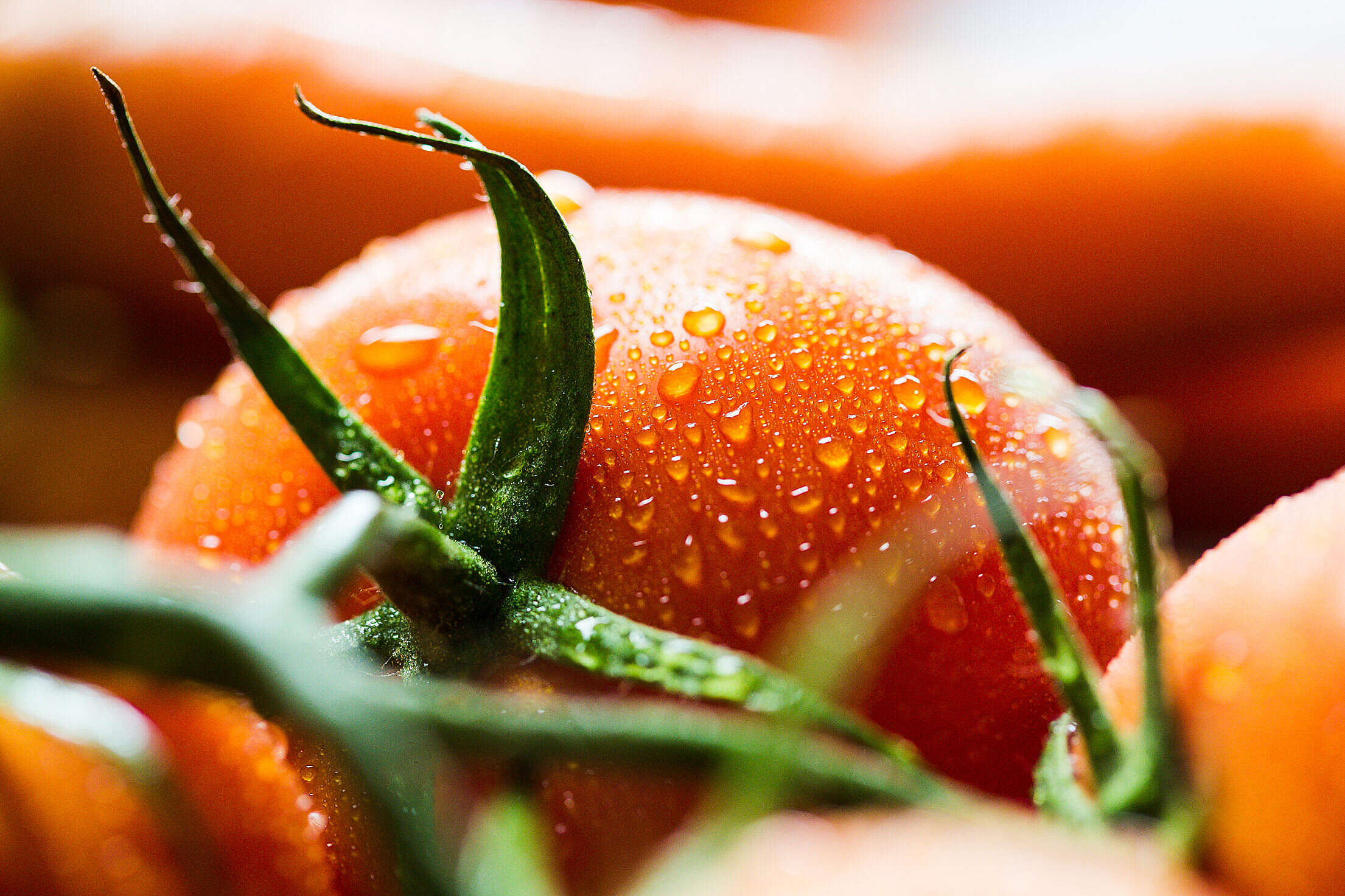 Wet Tomato Close Up Free Stock Photo