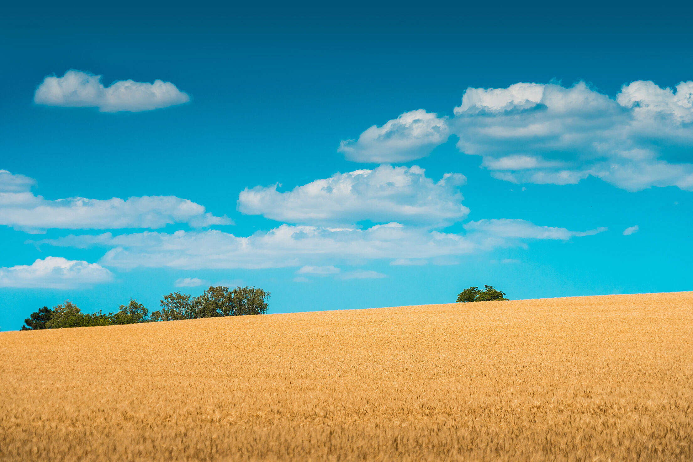 Wheat Field and Blue Sky Free Stock Photo