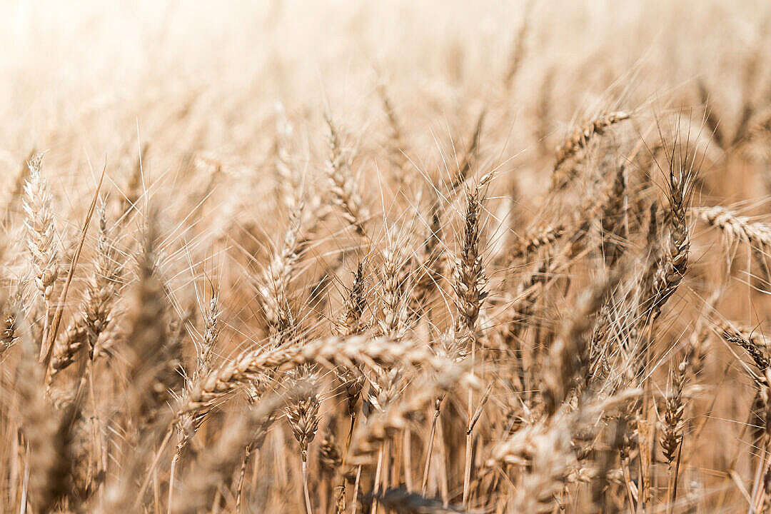 Download Wheat Field Close Up FREE Stock Photo