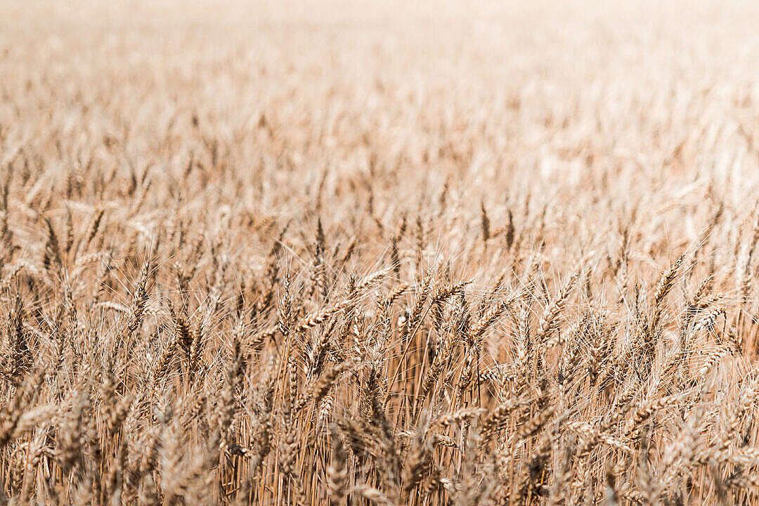 Download Wheat Fields FREE Stock Photo