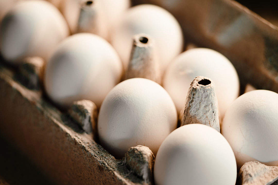 Download White Chicken Eggs FREE Stock Photo