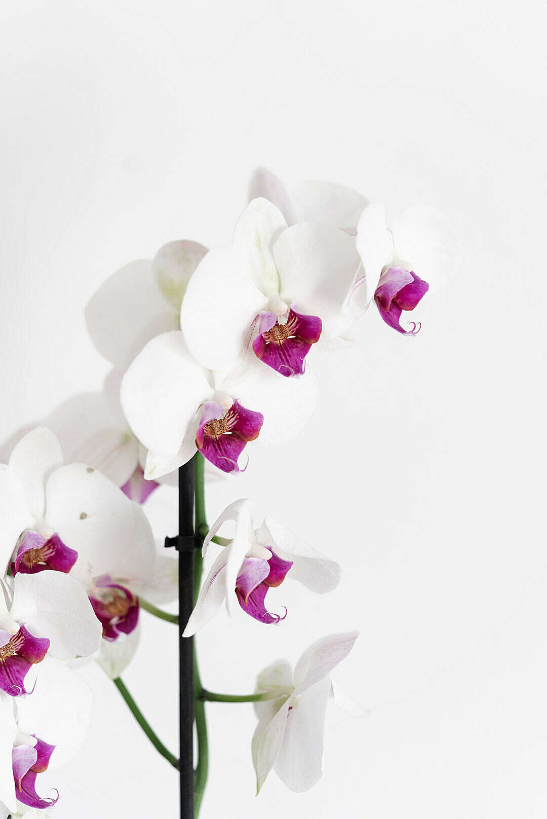Download White Orchid Flower Close Up FREE Stock Photo