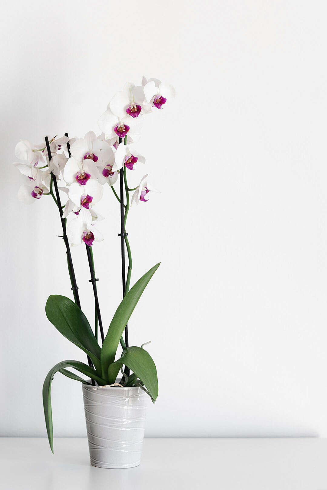 Download White Orchid in a Flowerpot FREE Stock Photo