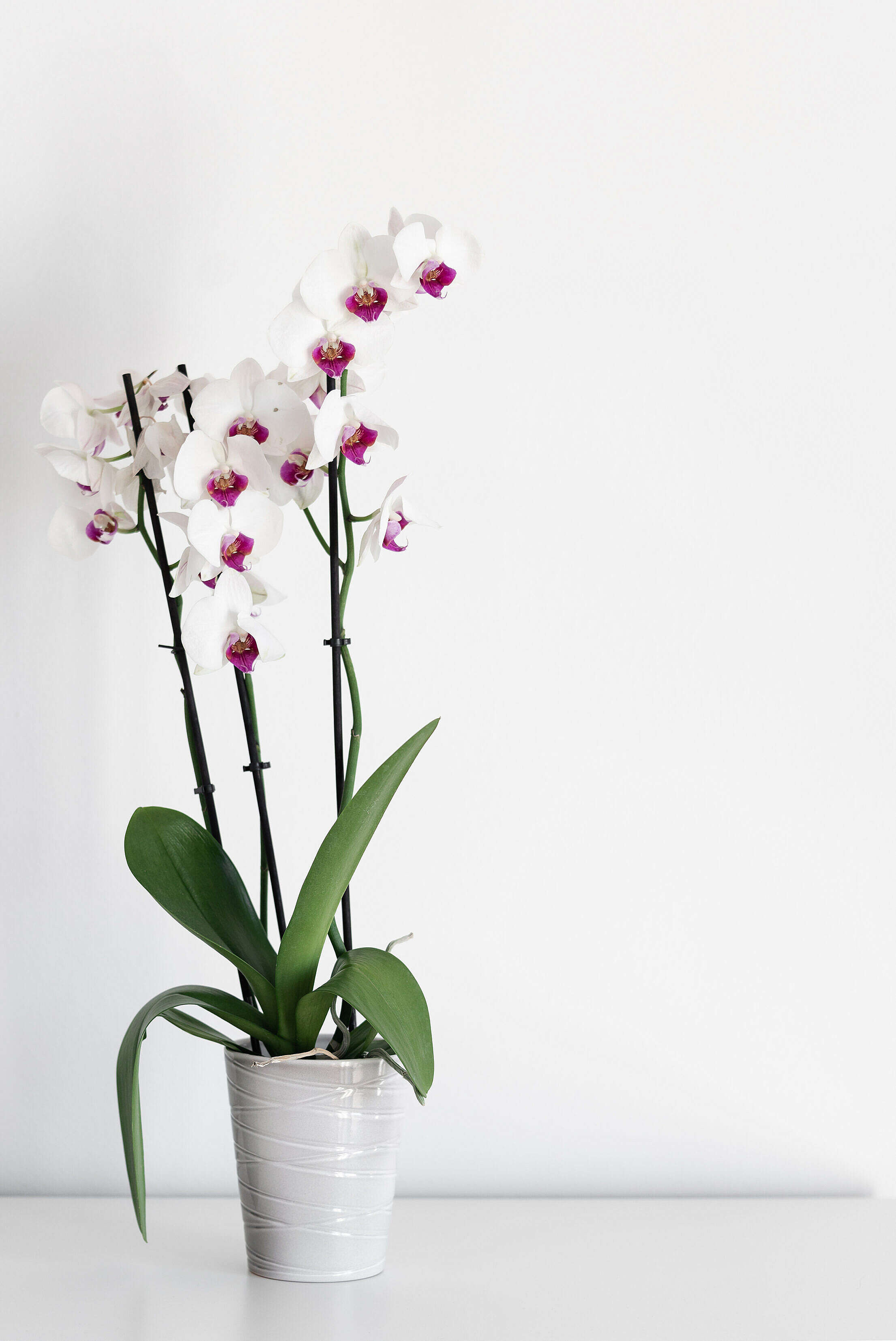 White Orchid in a Flowerpot Free Stock Photo