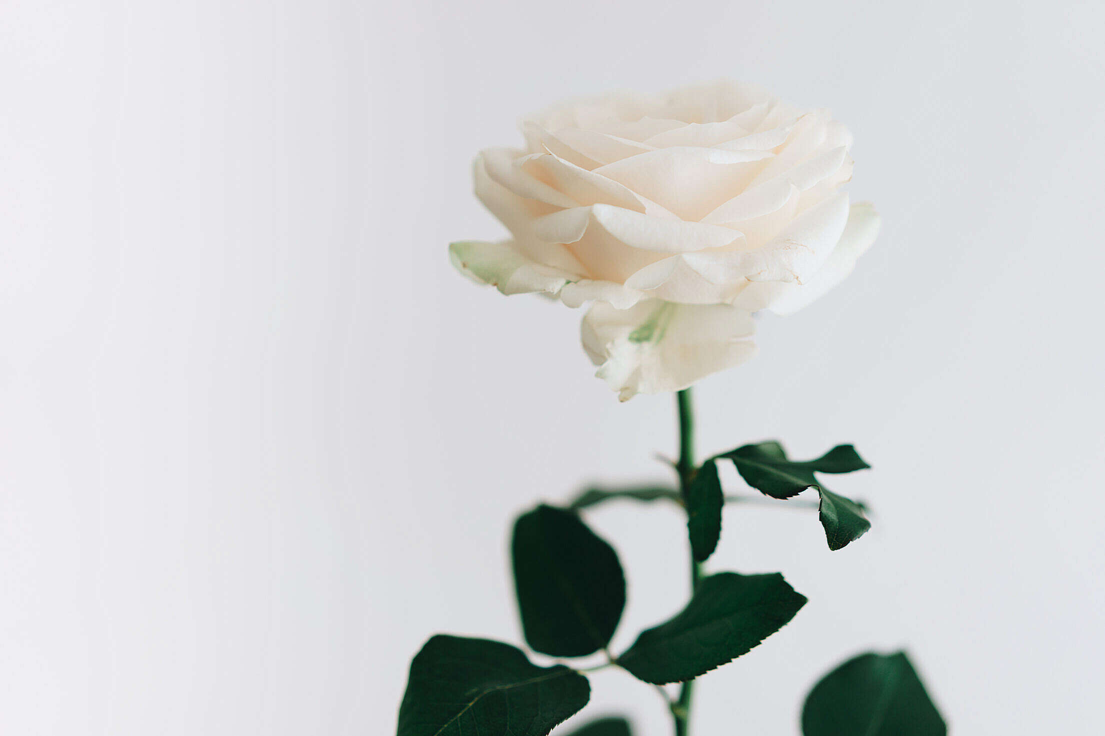 White Rose Free Stock Photo
