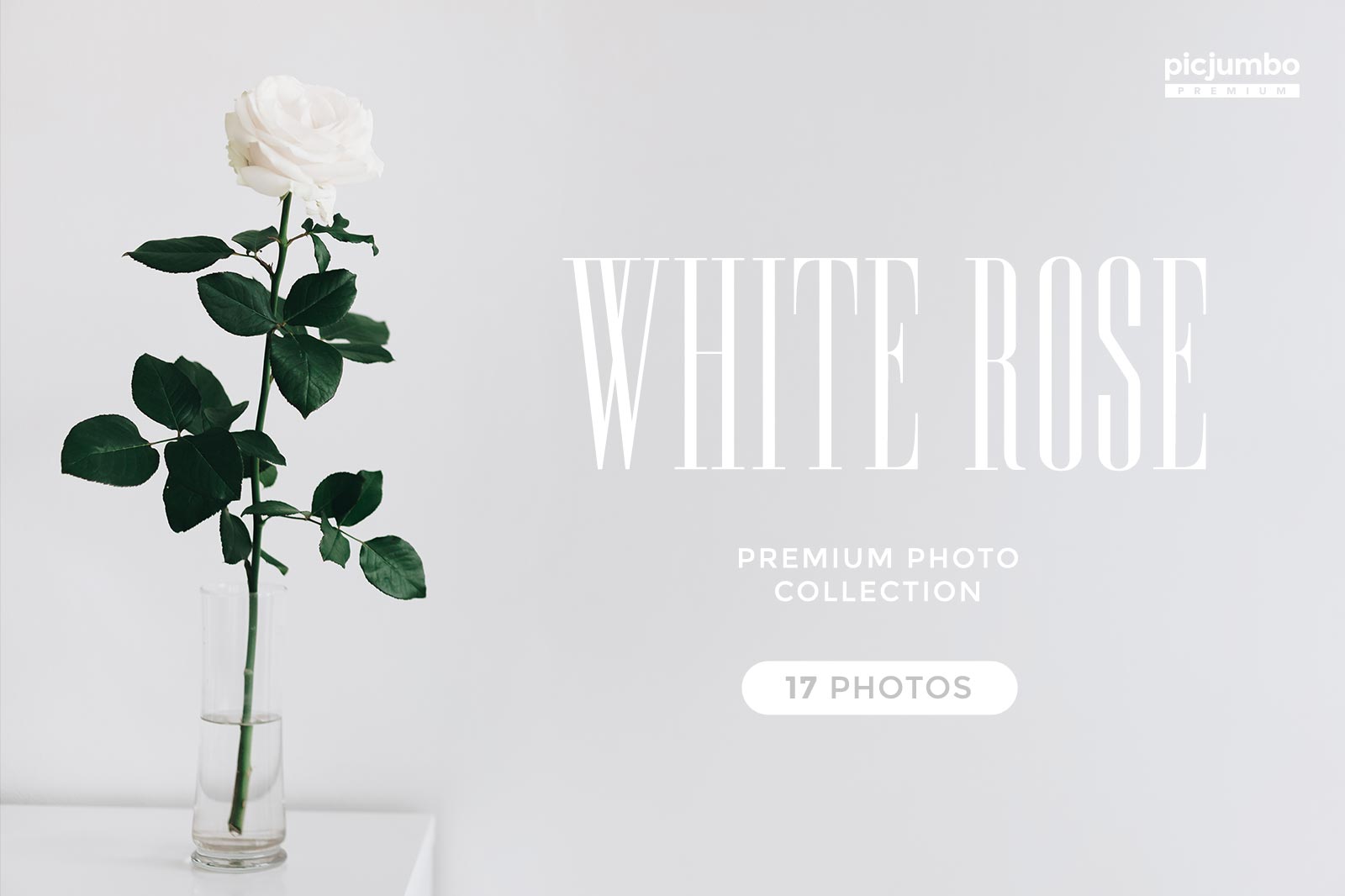 Download hi-res stock photos from our White Rose PREMIUM Collection!