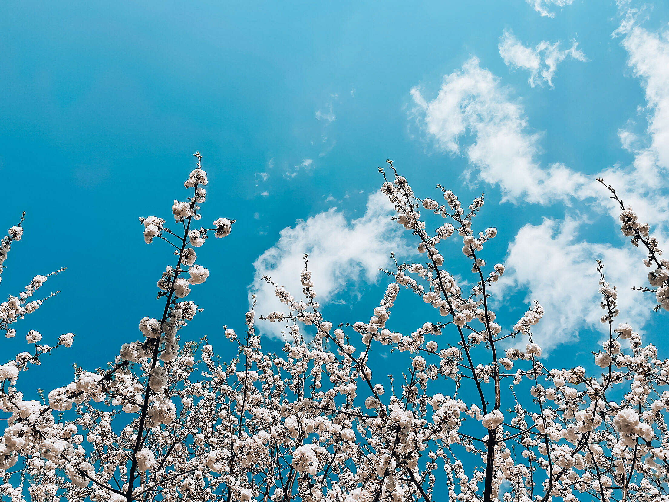 White Spring Blooms Against Blue Sky Free Stock Photo