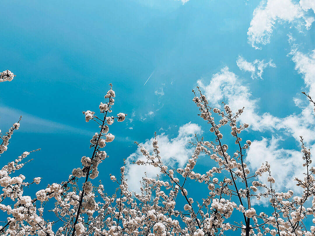 Download White Spring Blooms Against Bright Sky FREE Stock Photo