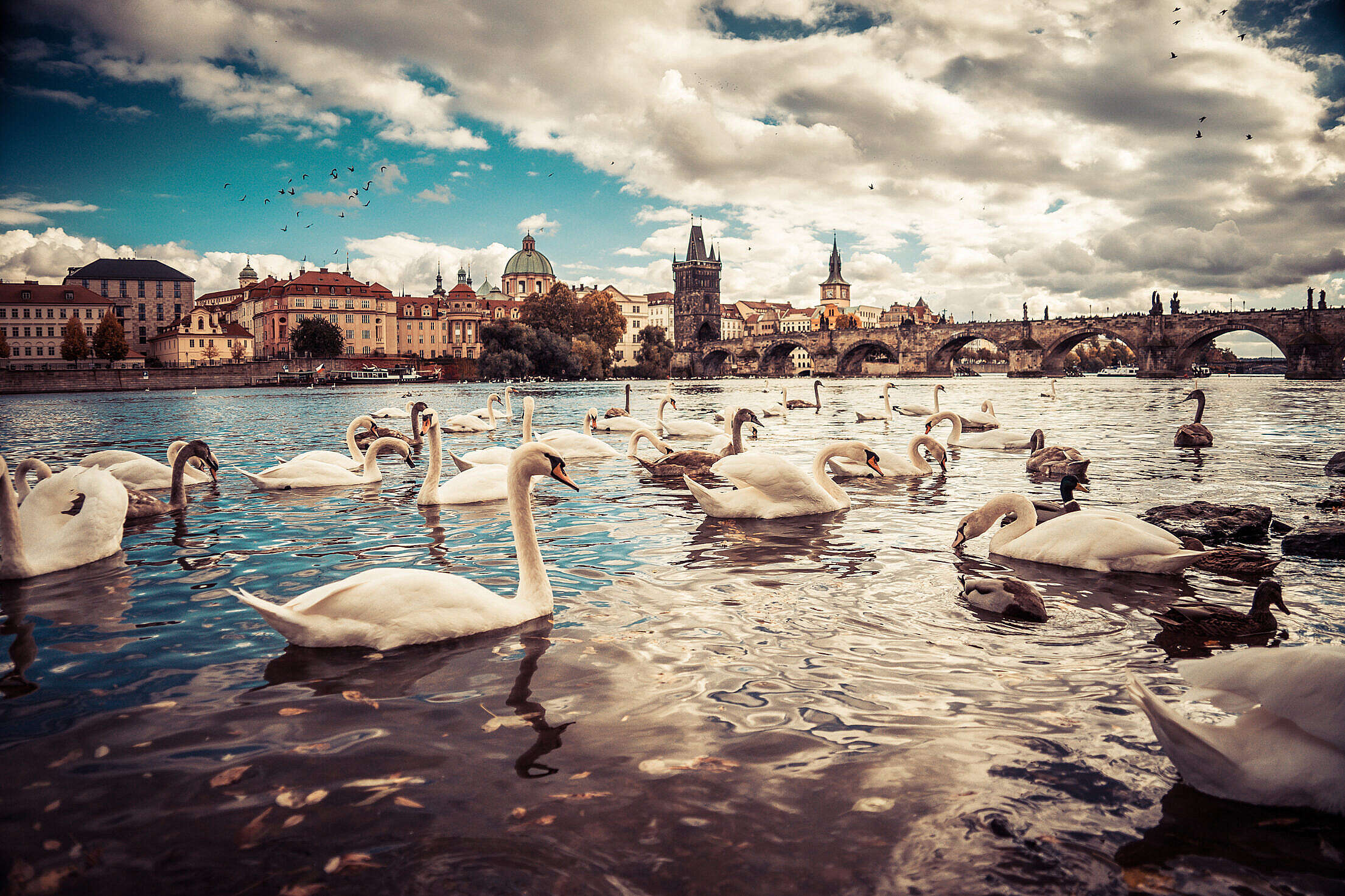 White Swans near Charles Bridge in Prague Free Stock Photo