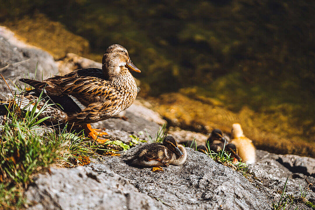 Download Wild Duck with Cubs FREE Stock Photo