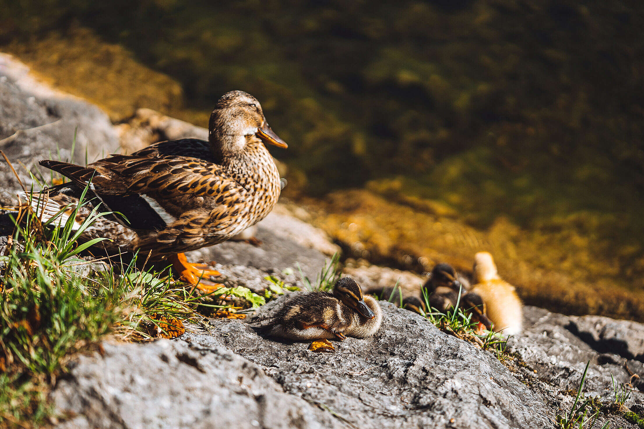 Wild Duck with Cubs Free Stock Photo