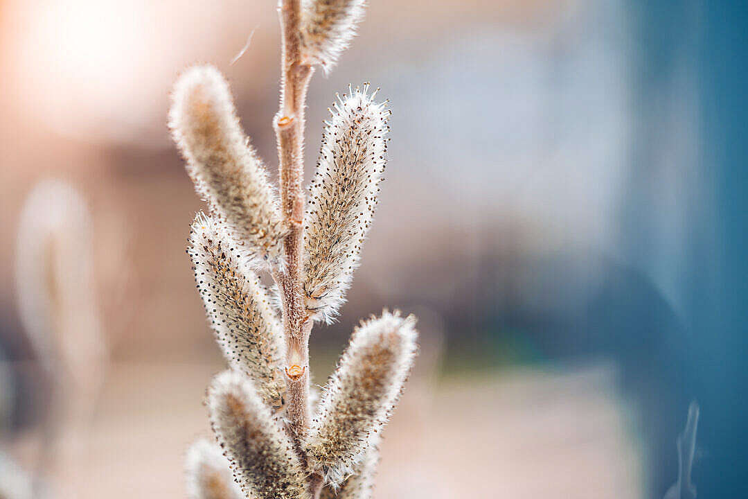 Download Willow Buds FREE Stock Photo
