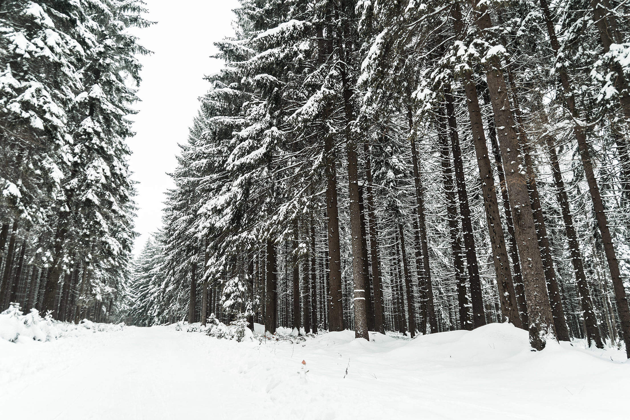 Winter Forest Covered With Snow Free Stock Photo Picjumbo