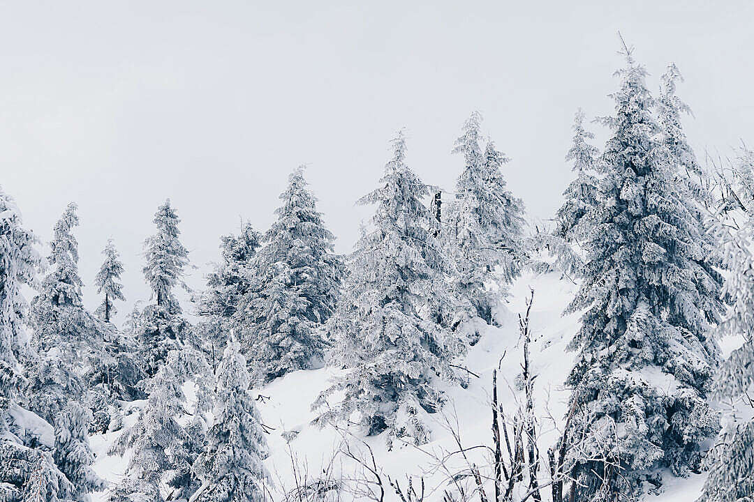 Download Winter Forest Under Heavy Snow FREE Stock Photo