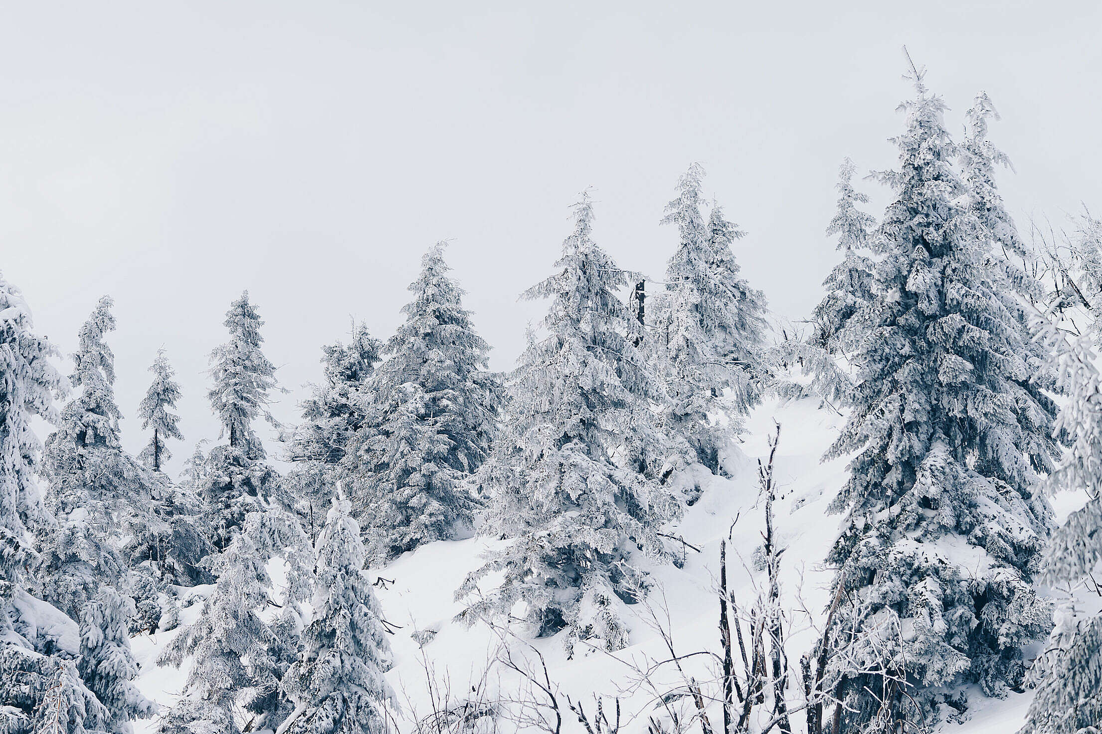 Winter Forest Under Heavy Snow Free Stock Photo