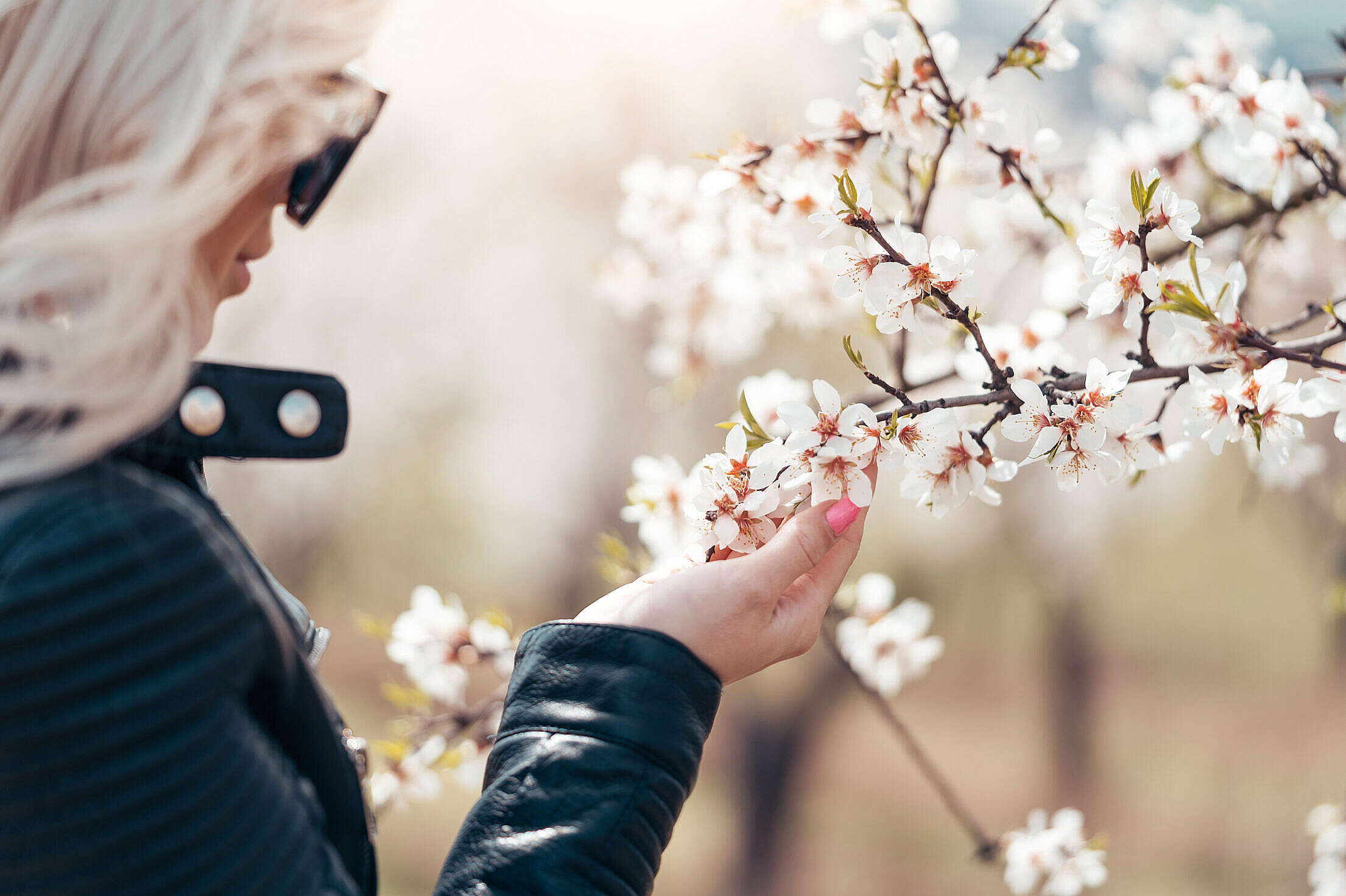 Woman Enjoying the Flowers of an Almond Tree Free Stock Photo
