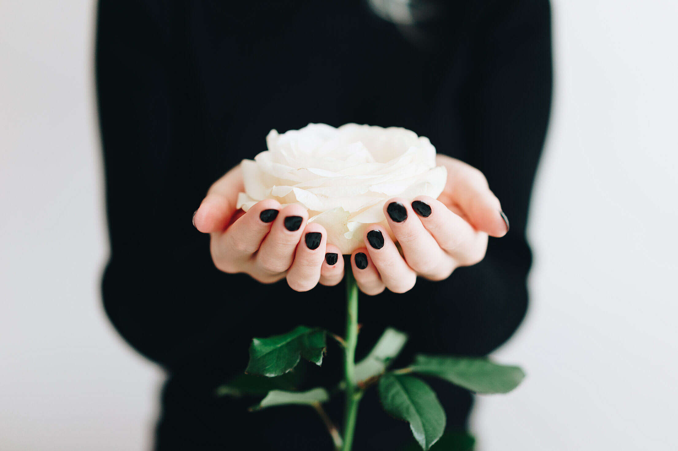 Woman Holding a White Rose in Her Hand Free Stock Photo