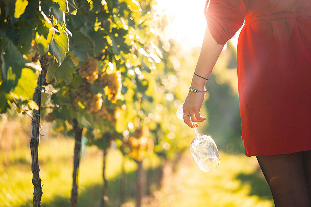 Woman Holding a Wine Glass In a Vineyard