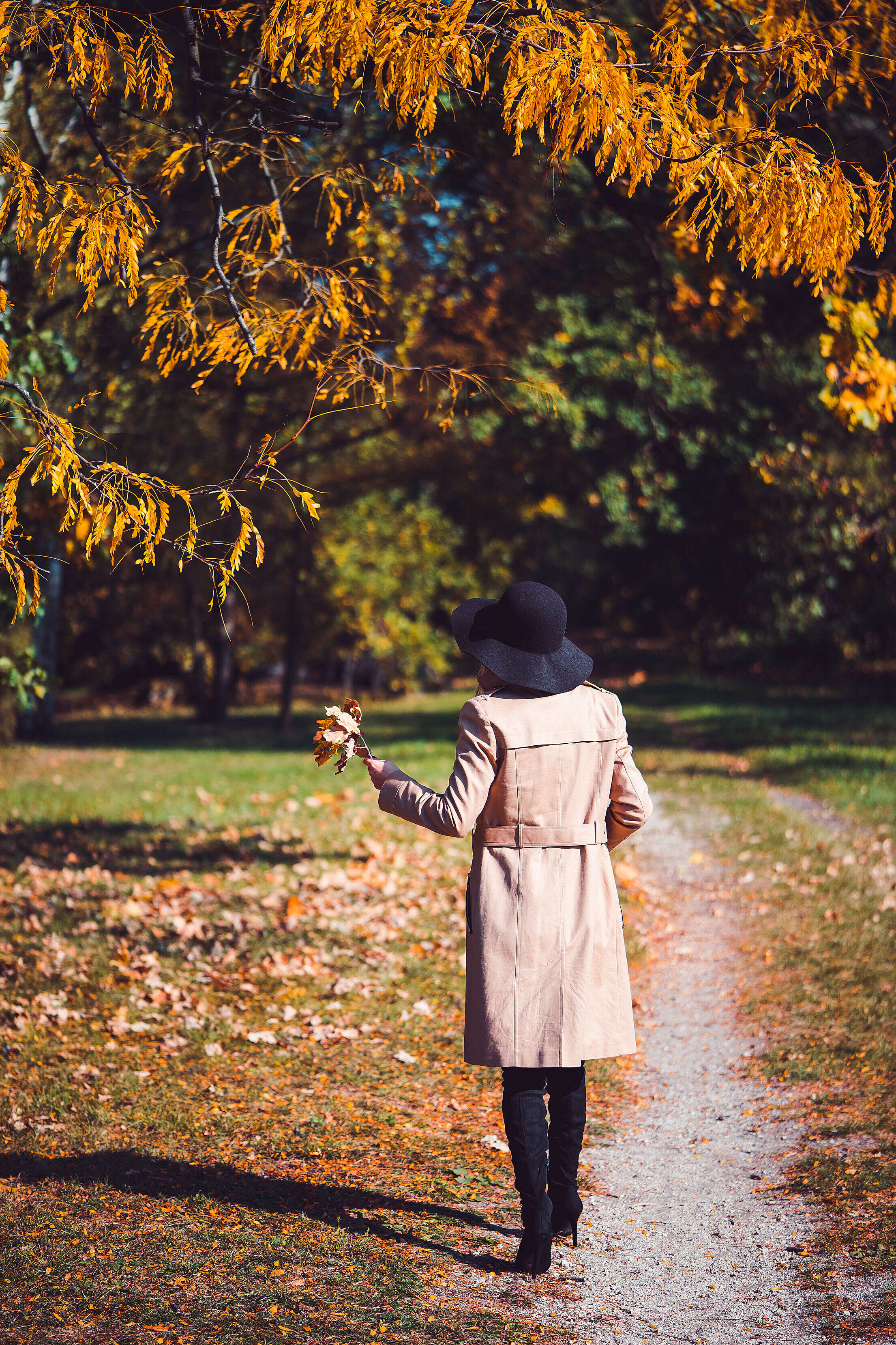 Woman in a Park Holding Leaves on a Sunny Autumn Day Free Stock Photo