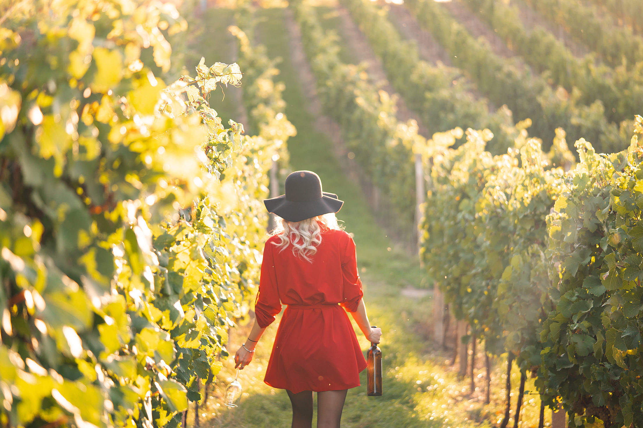 Woman Walking Through The Vineyard Free Stock Photo