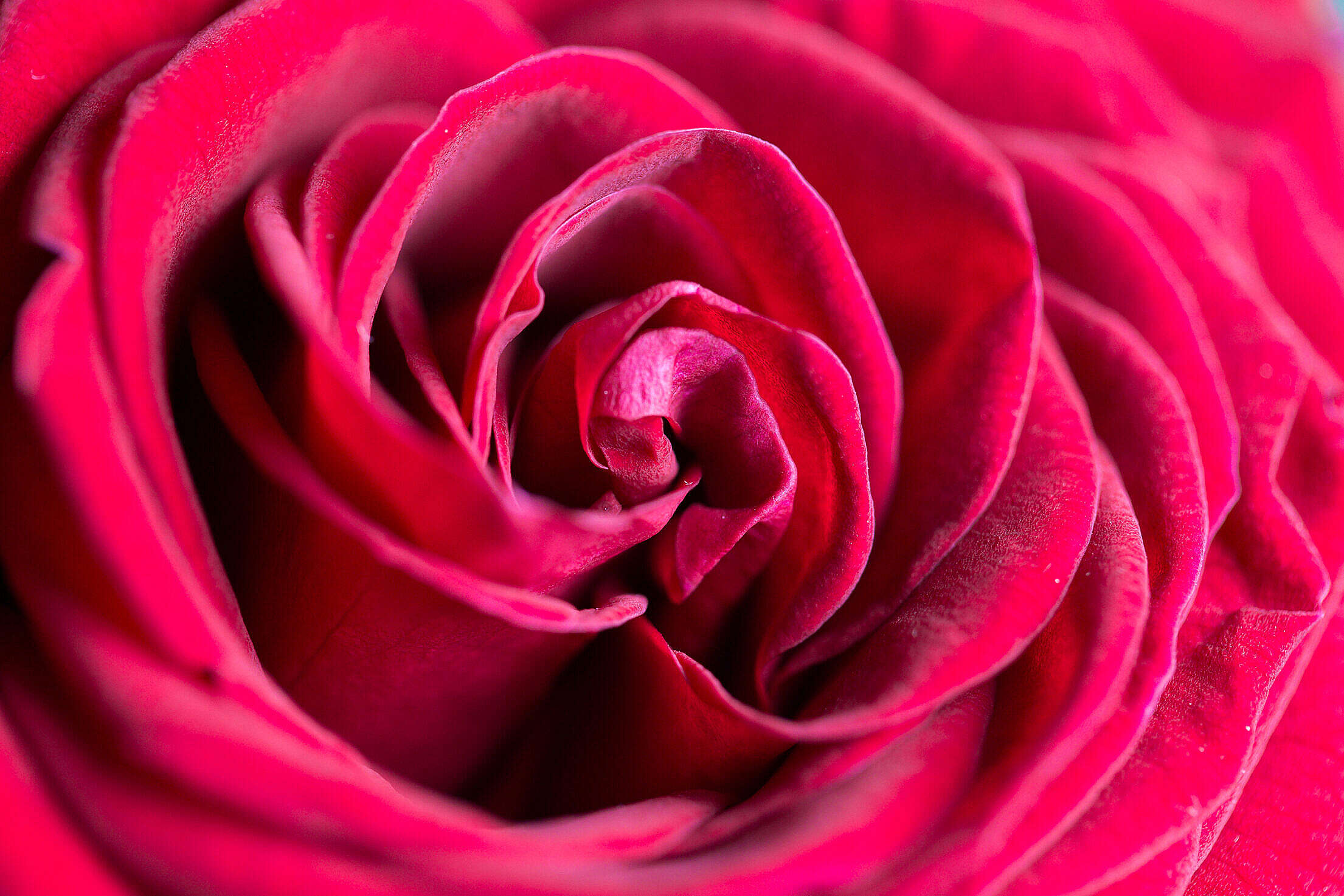 Wonderful Rose Flower Close Up Free Stock Photo