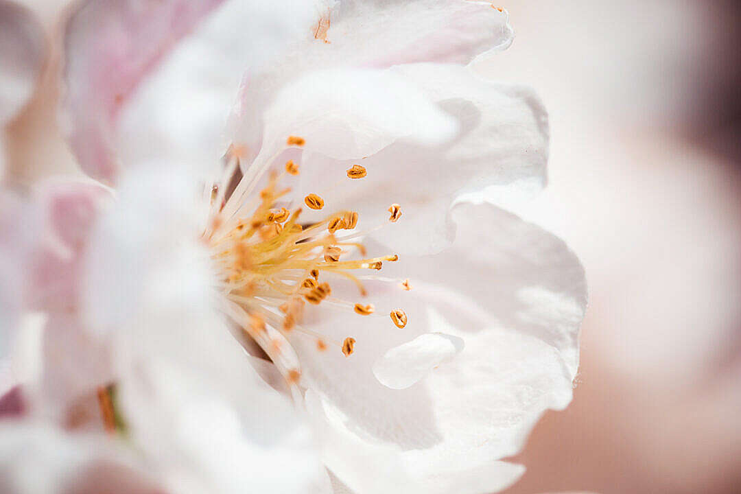 Download Wonderful Spring Bloom Close Up FREE Stock Photo