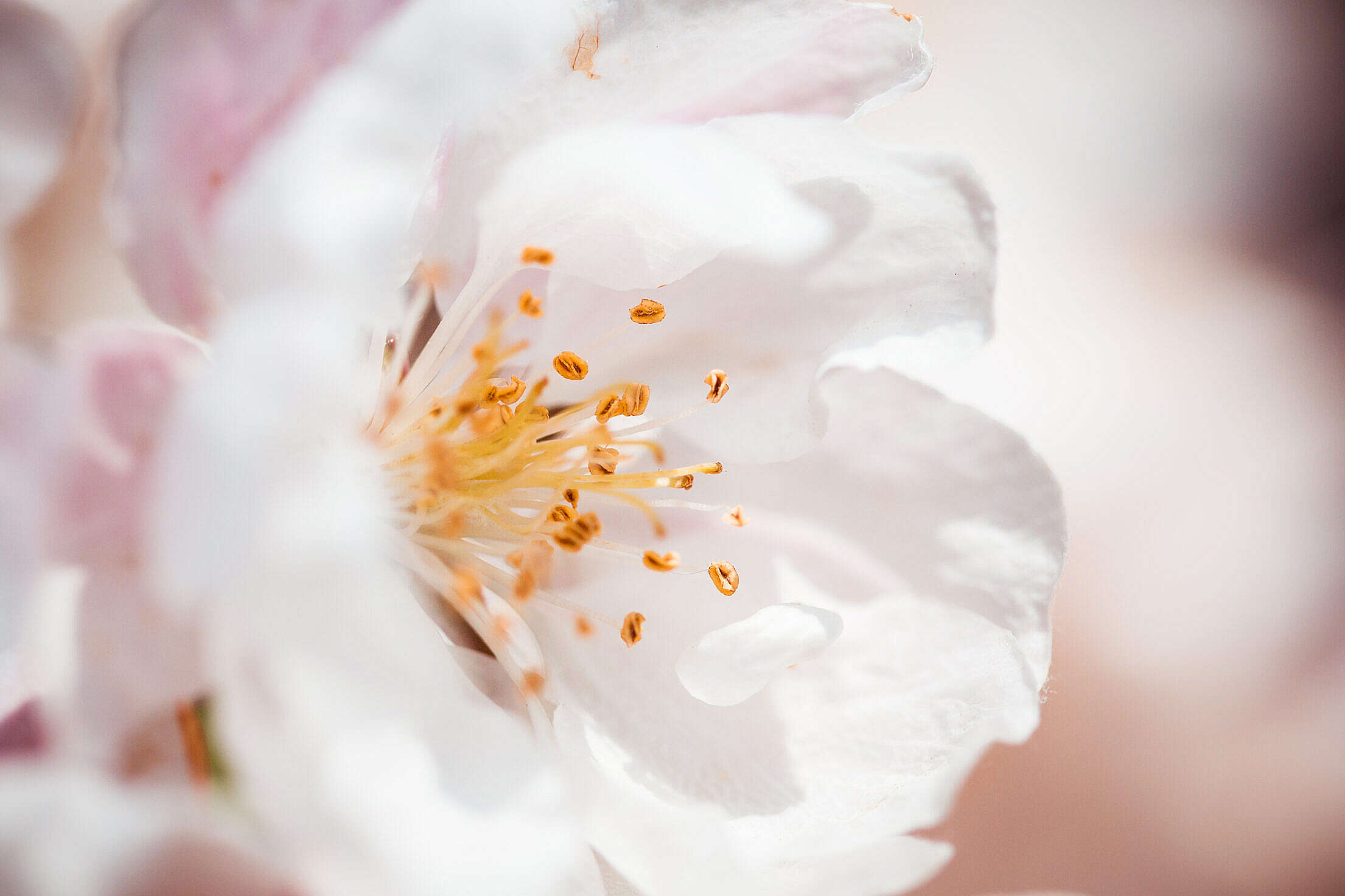 Wonderful Spring Bloom Close Up Free Stock Photo