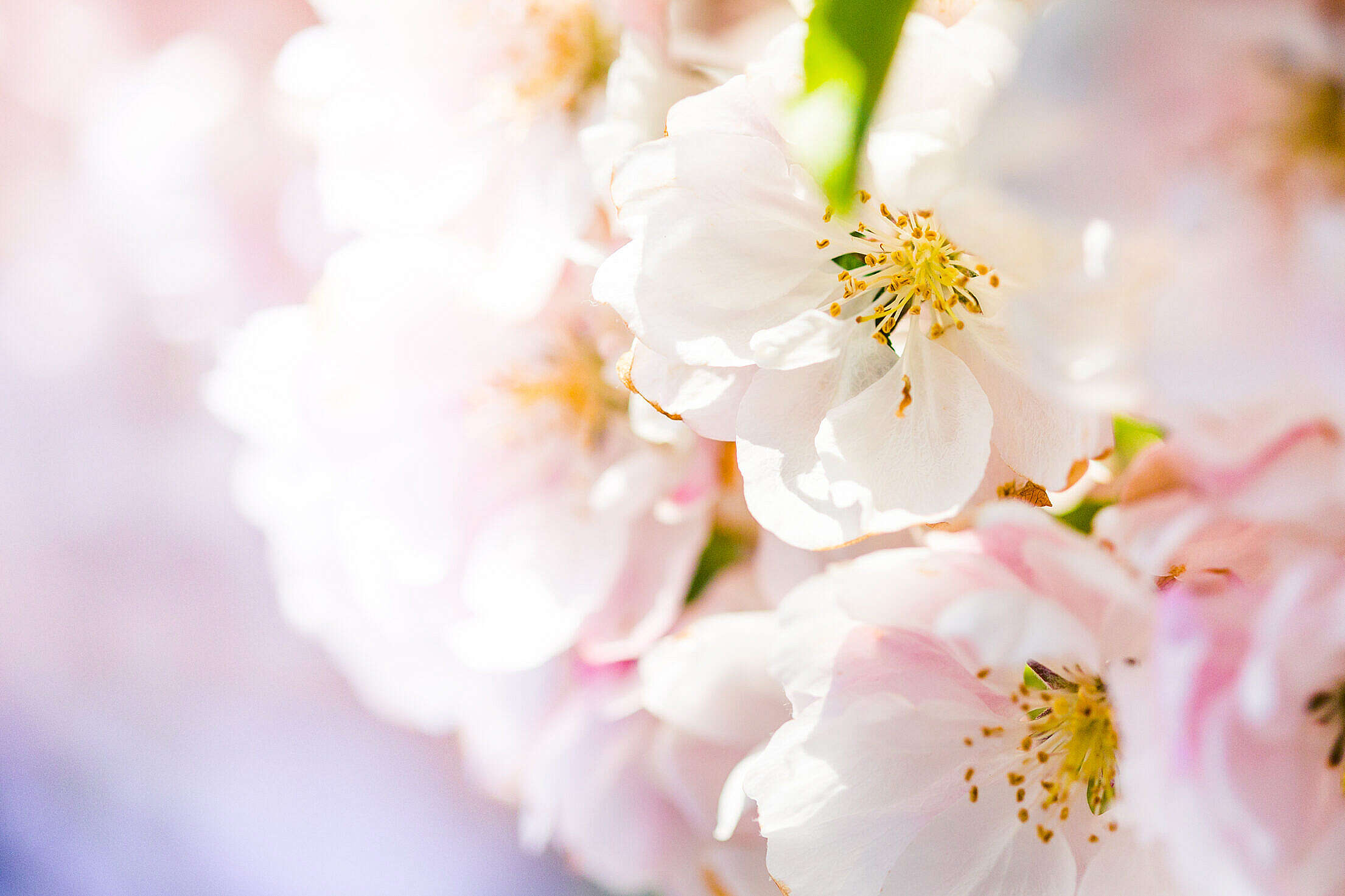 Wonderful Spring Blooms #2 Free Stock Photo