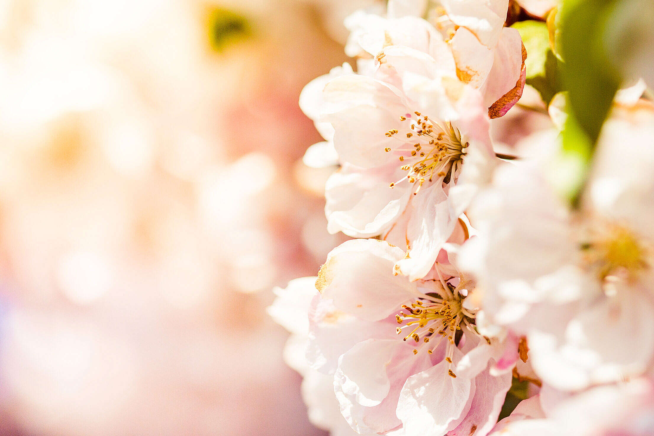 Wonderful Spring Blooms Free Stock Photo