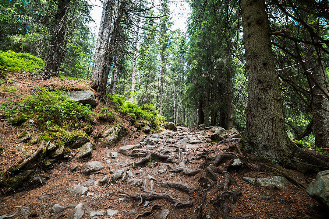 Download Woods Pathway Forest Trail FREE Stock Photo